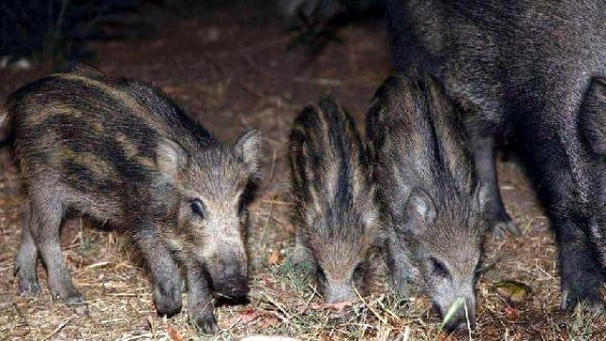 Aç Kalan Yabani Domuzlara Vatandaşlar Yiyecek Verdi