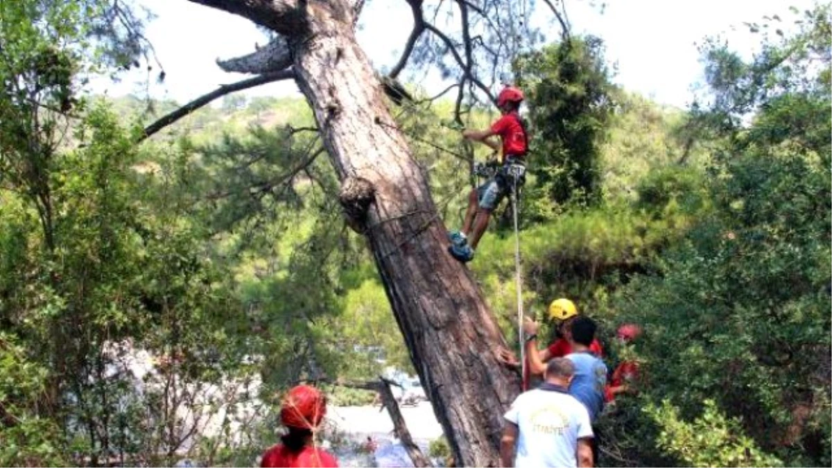 Ağaca Asılı Kalan Martıyı Kurtarma Operasyonu