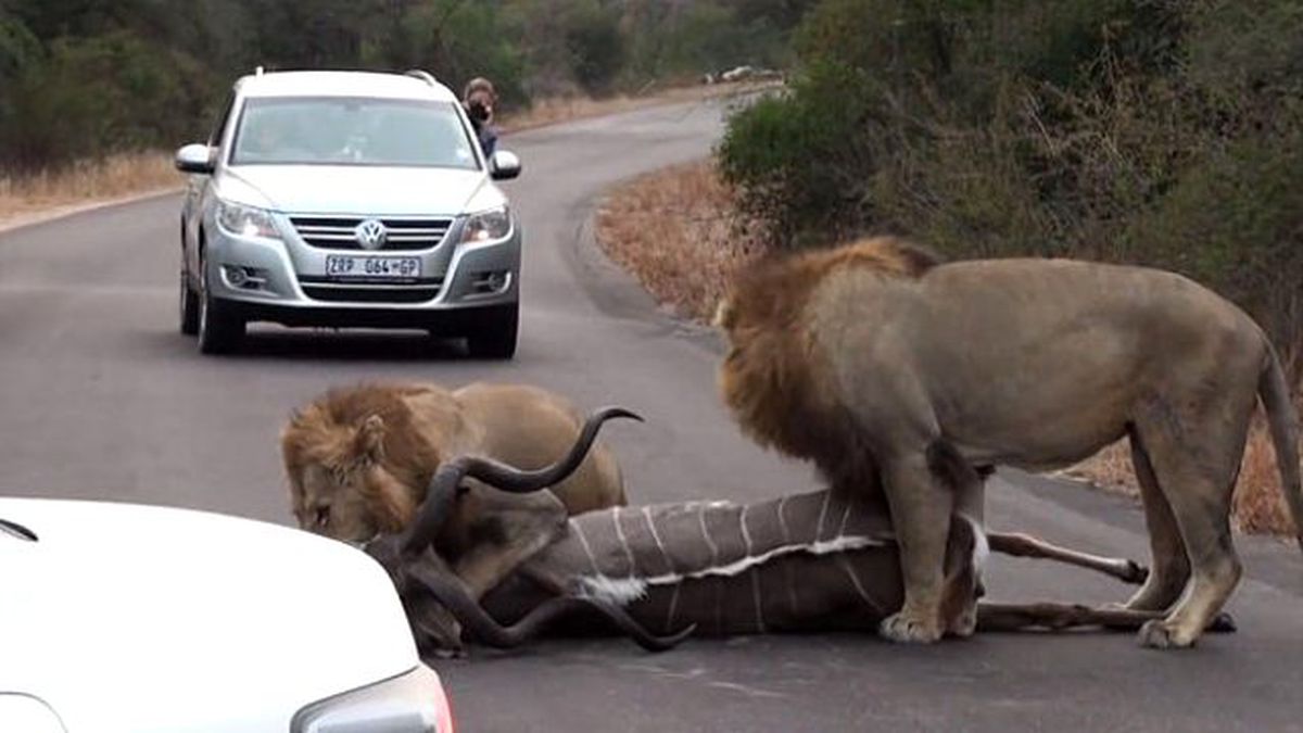 Aslanlar Trafiği Birbirine Kattı, Sürücüler Korkudan İlerleyemedi