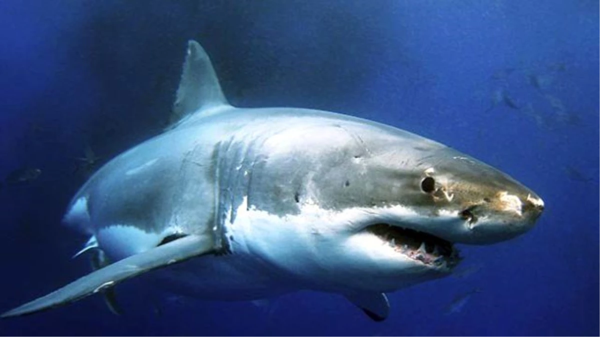 Köpek Balığı Denize Giren Adamı Paramparça Etti, Sahil Kana Bulandı