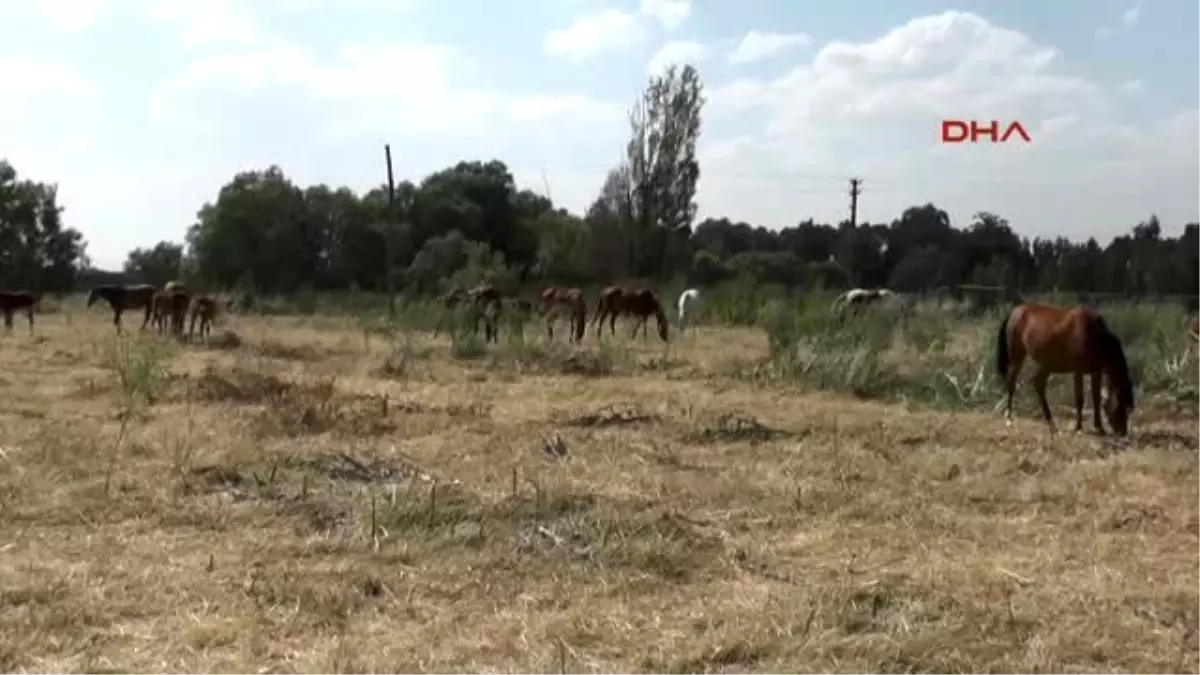 Muş Ovasından Hipodroma