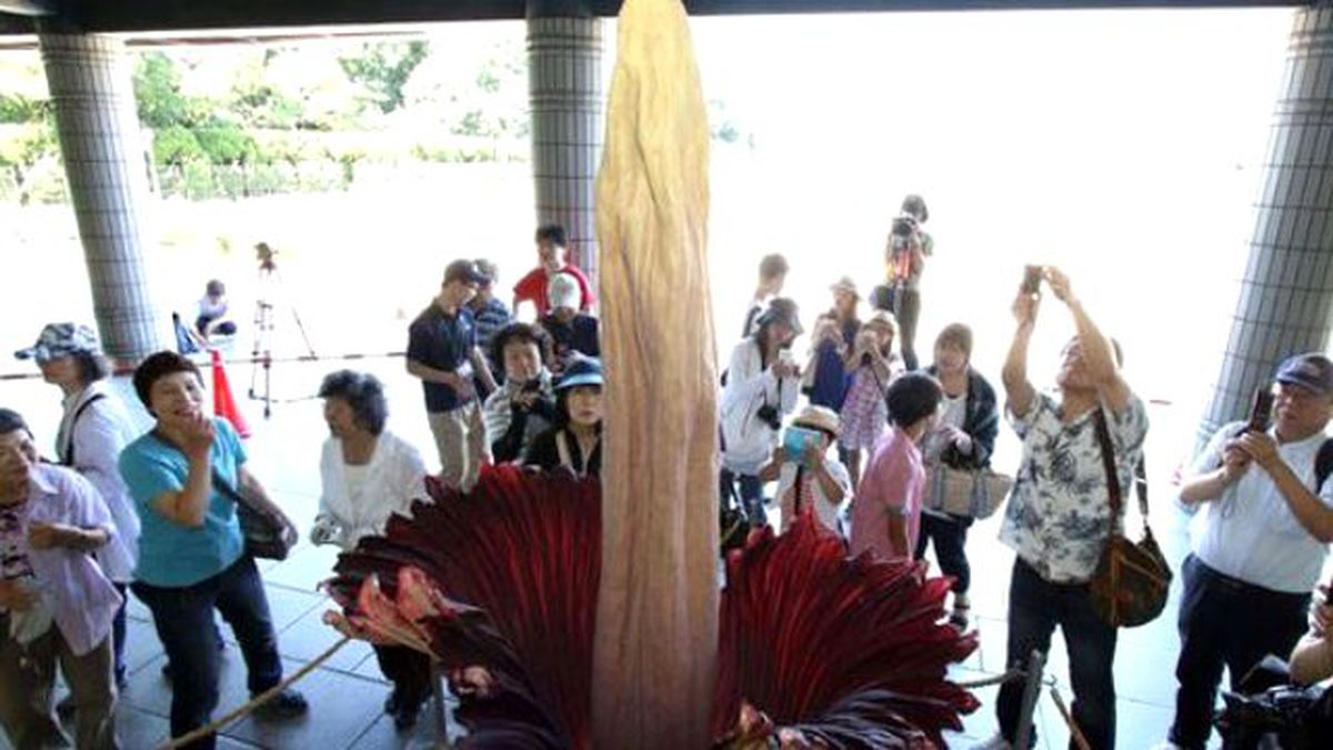 Penis Çiçeği 5 Yıl Sonra Açtı