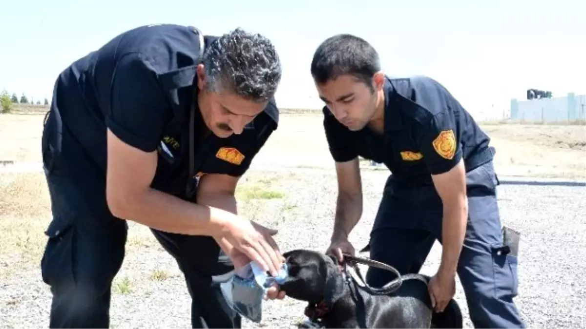 Sokakta Bulundu, K-9 Timi\'nin Göz Bebeği Oldu