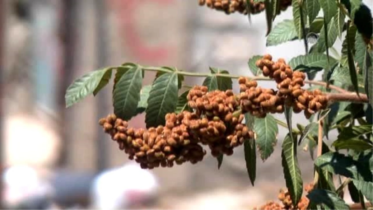 Acıyla" Anılan Kahramanmaraş, Tübitak Desteğiyle "Ekşiyecek"