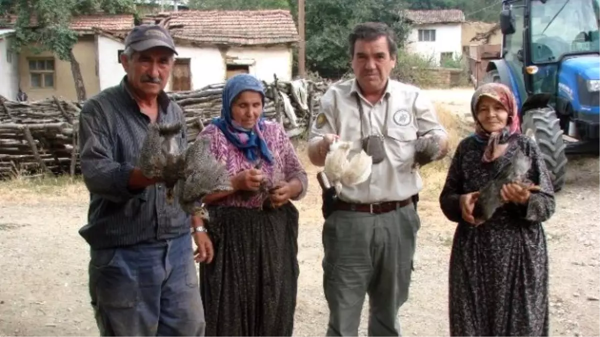 Bilecik\'te Kene Avı İçin Köylülere Ücretsiz 200 Beç Tavuğu Dağıtıldı