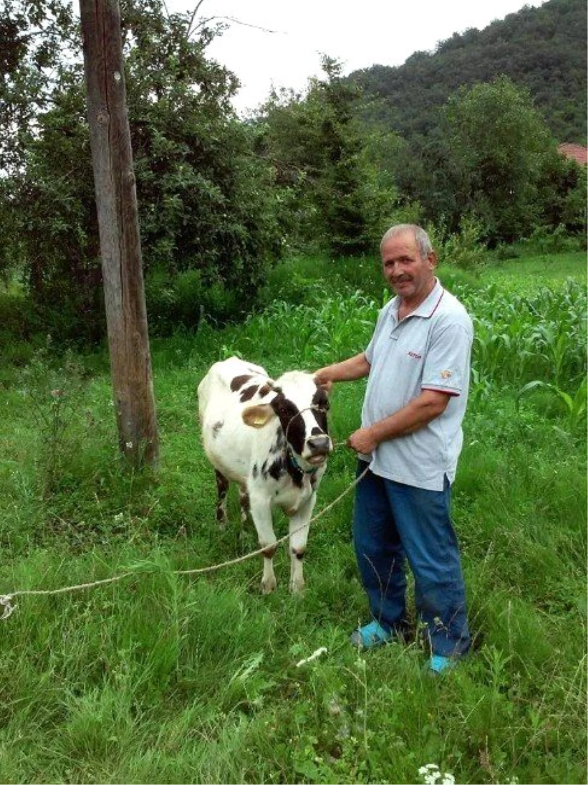 Domuza Tuzağına Takılan İnek Boğuldu