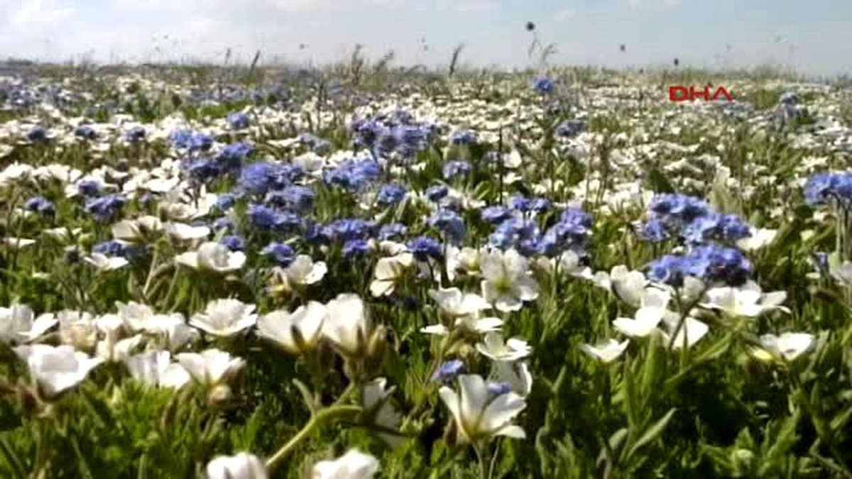Flowers Blossom As Snow Melts Away On Top Of Dazzling Kurtik Mountains