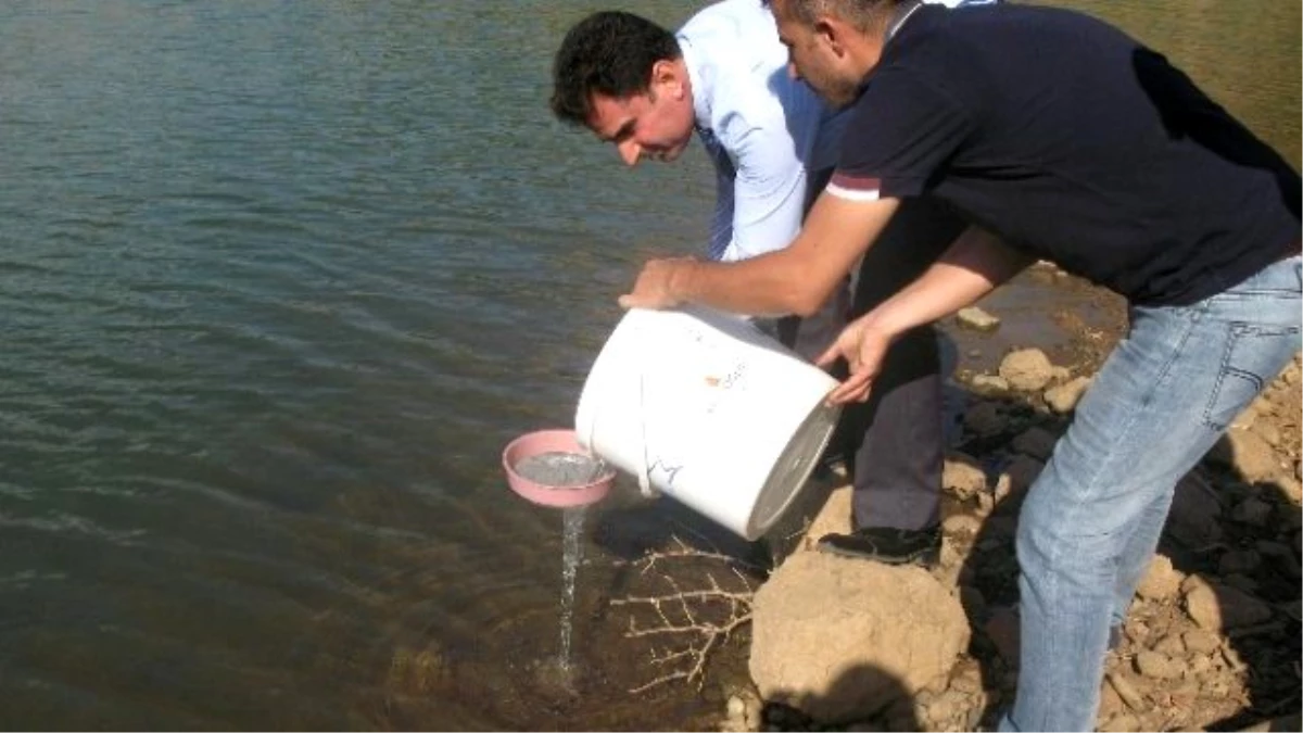 Gölet ve Akarsulara Yavru Sazan Bırakıldı