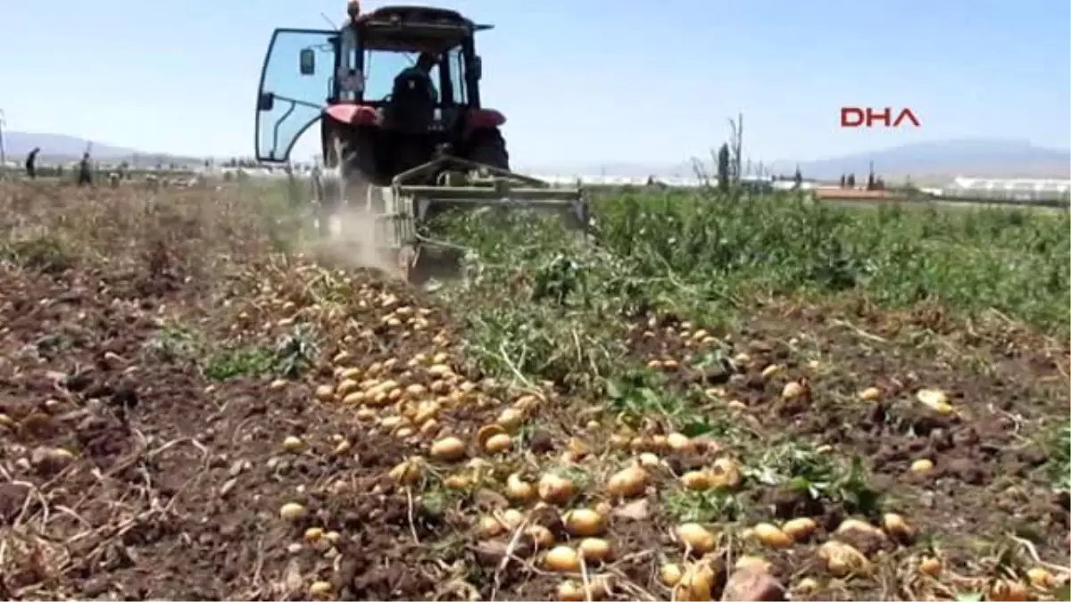 Sandıklı\'da Patates Hasadı Sıkıntılı Başladı