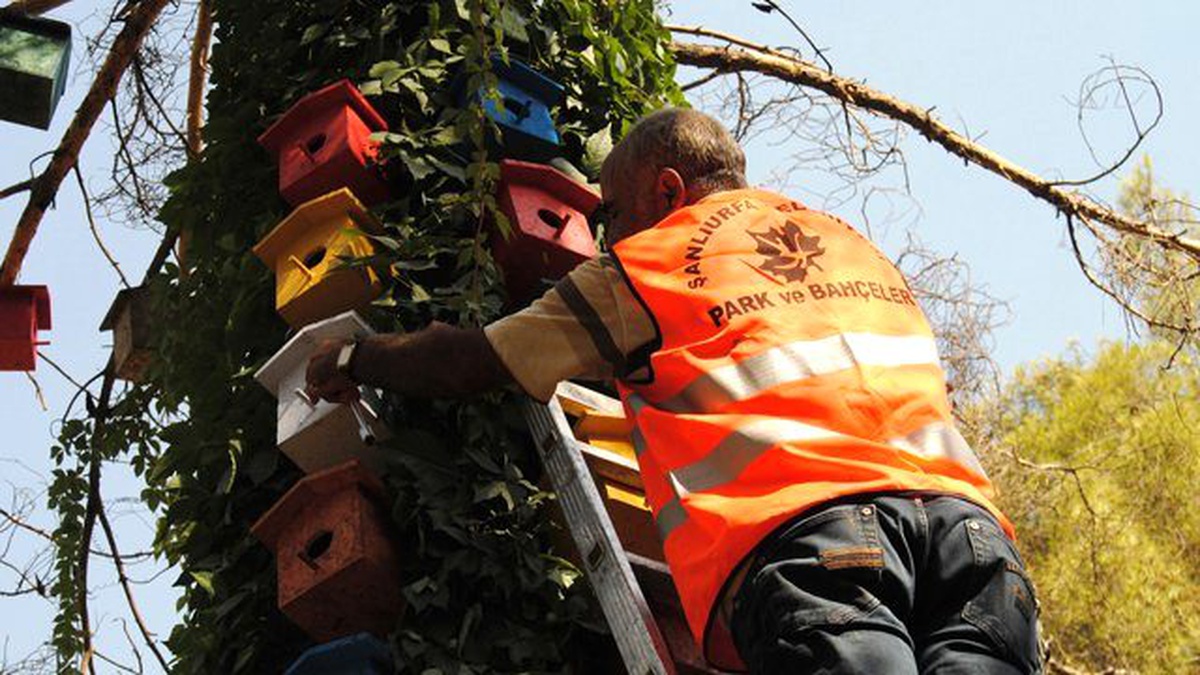 Yuvayı Dişi Kuş Değil, Belediye Yaptı