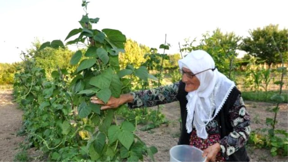 103 Yaşındaki Fatma Nine\'nin Sırrı Organik Beslenme