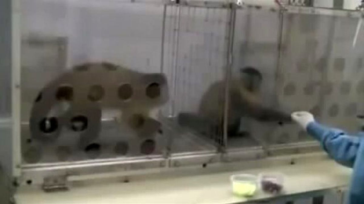 Adaletsiz Dağıtım Karşısında Maymun Tepkisi! Maymun Kadar Olamıyoruz.