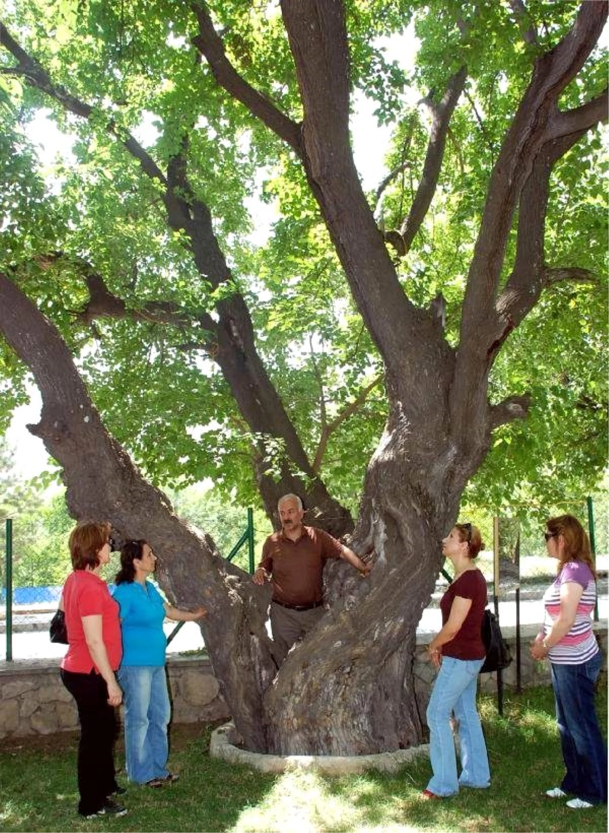 Başkan Özsoy: Kesilen Anıt Ağaç Ömrünü Tamamlamıştı