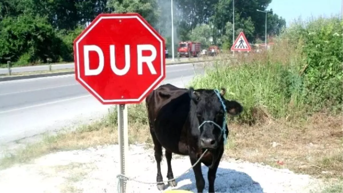 İneğe Çarpmamak İsteyen Sürücü Aracıyla Takla Attı