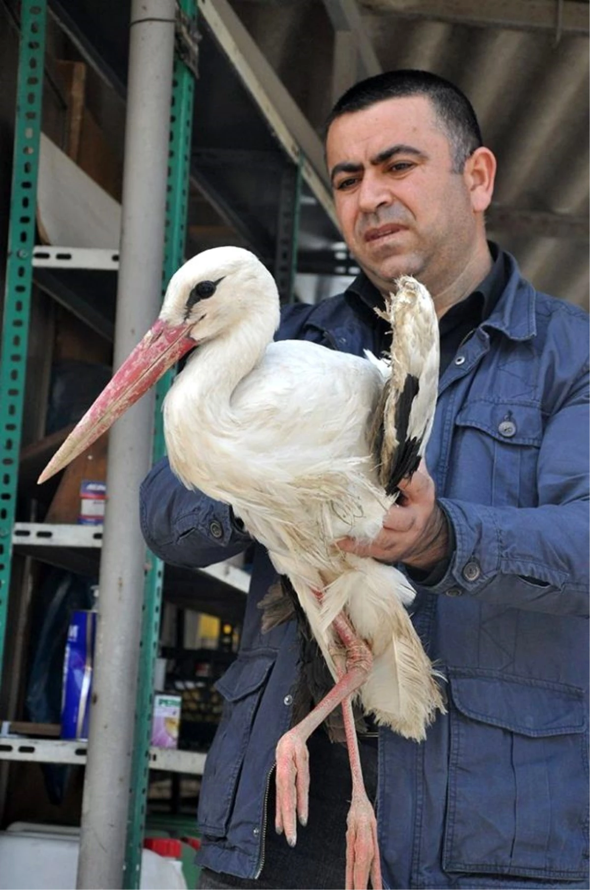 Yaralı Leyleğe Muhtar Sahip Çıktı