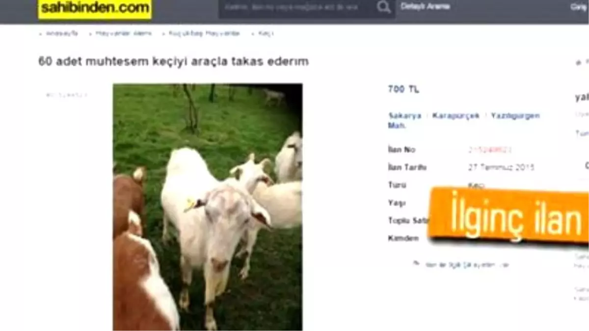 60 Keçiyi 4x4\'le Takas Eden Adam