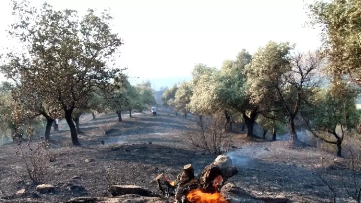 Bir Kıvılcım Zeytin Ağaçlarını Kül Etti