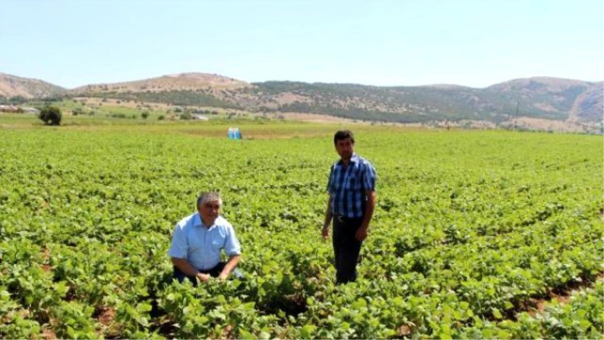 Burdurlu Fasulye Üreticisi Dertli