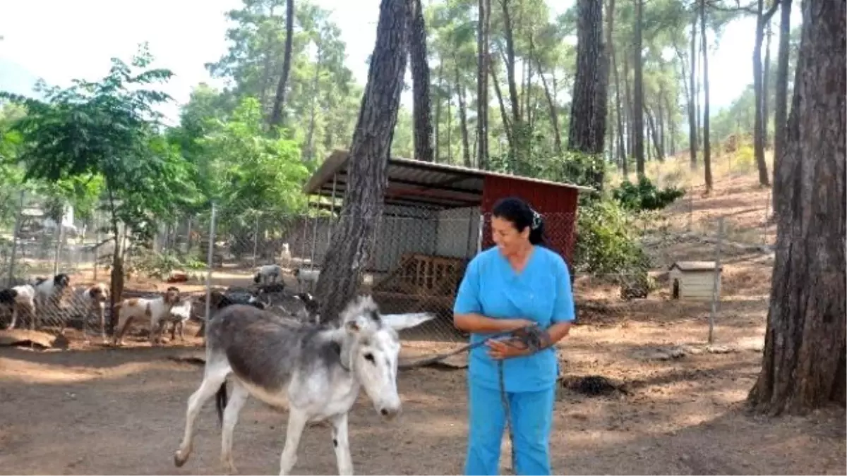 HAYDOS Yaşlı Eşeğe Sahip Çıktı