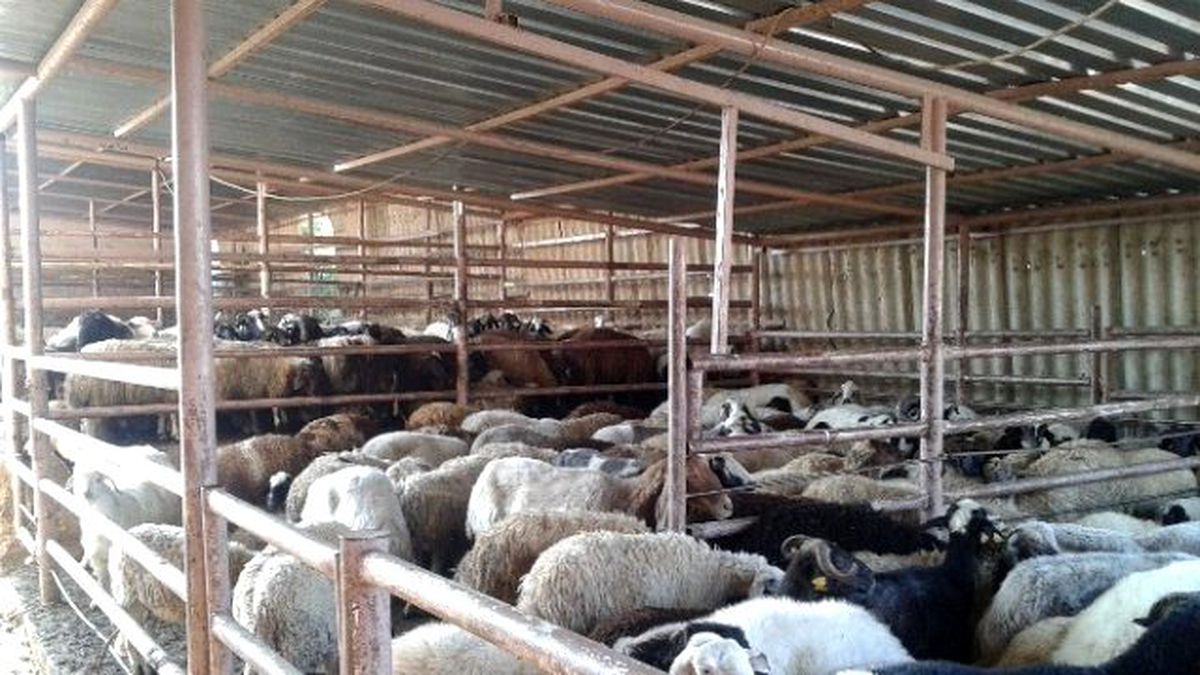 Tekirdağ\'da Kaçak Koyun Operasyonu