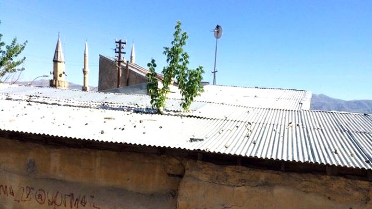 Pasinler\'de Çatıda Yetişen Ağaç Görenleri Şaşırtıyor