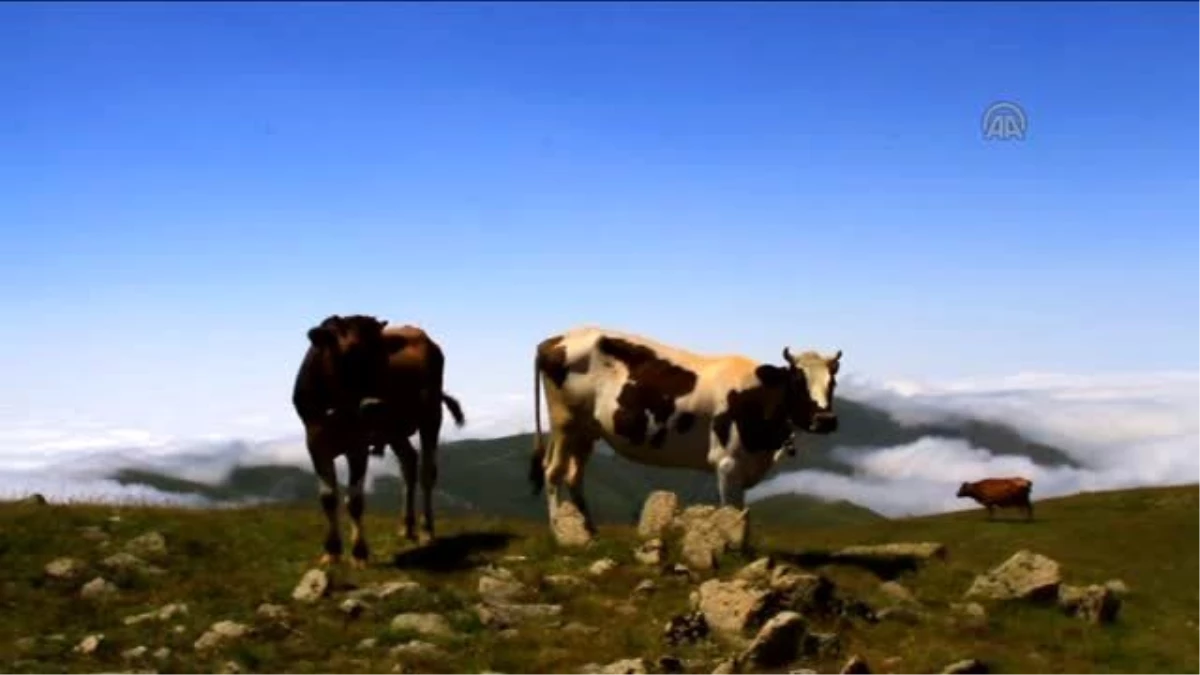 Yeşil Yol Güzergahında Günübirlik Tur