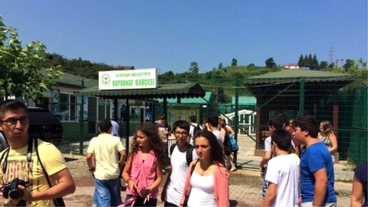 Alman Gençler "Çocuk İşçiliğine Hayır" Demek İçin Fındık Topladı