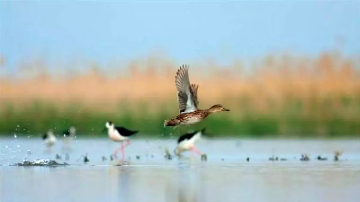 Birds İn İzmir Cooling Off Thanks To İrrigation Efforts