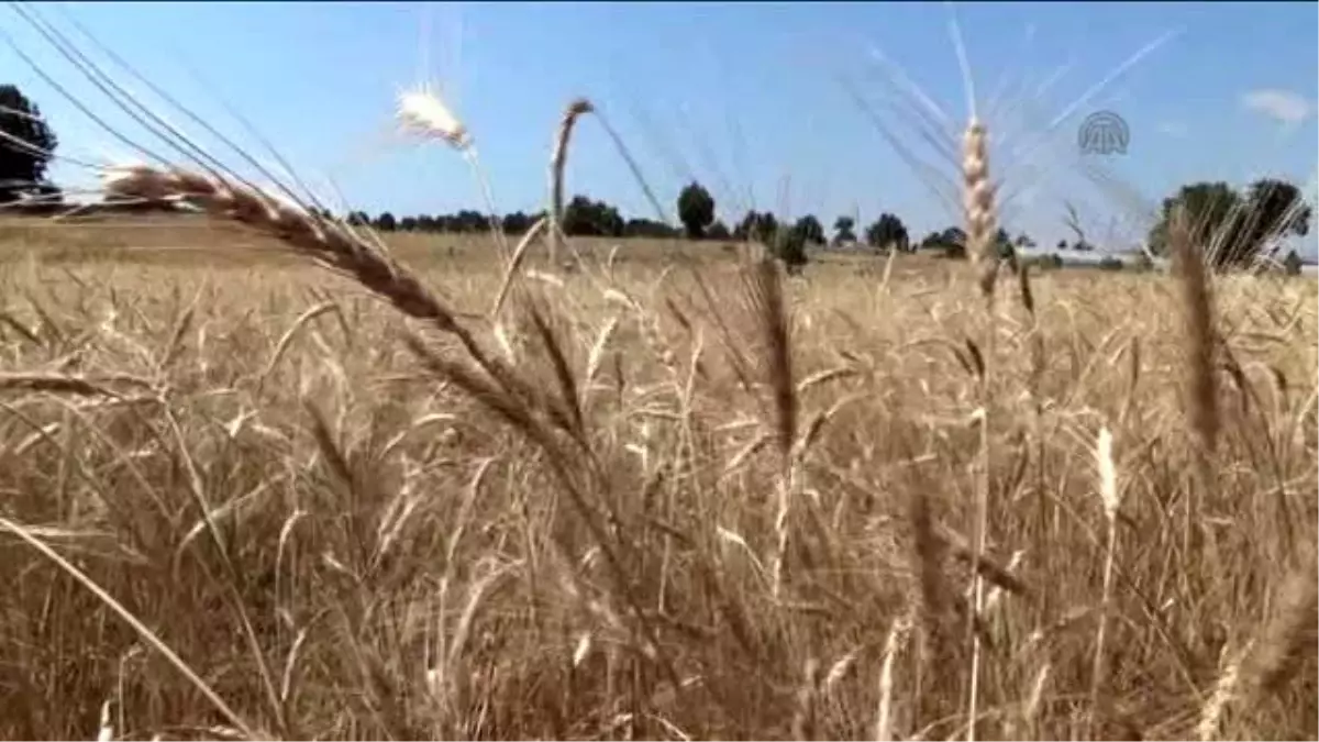 Toroslarda Zorlu Hasat Dönemi