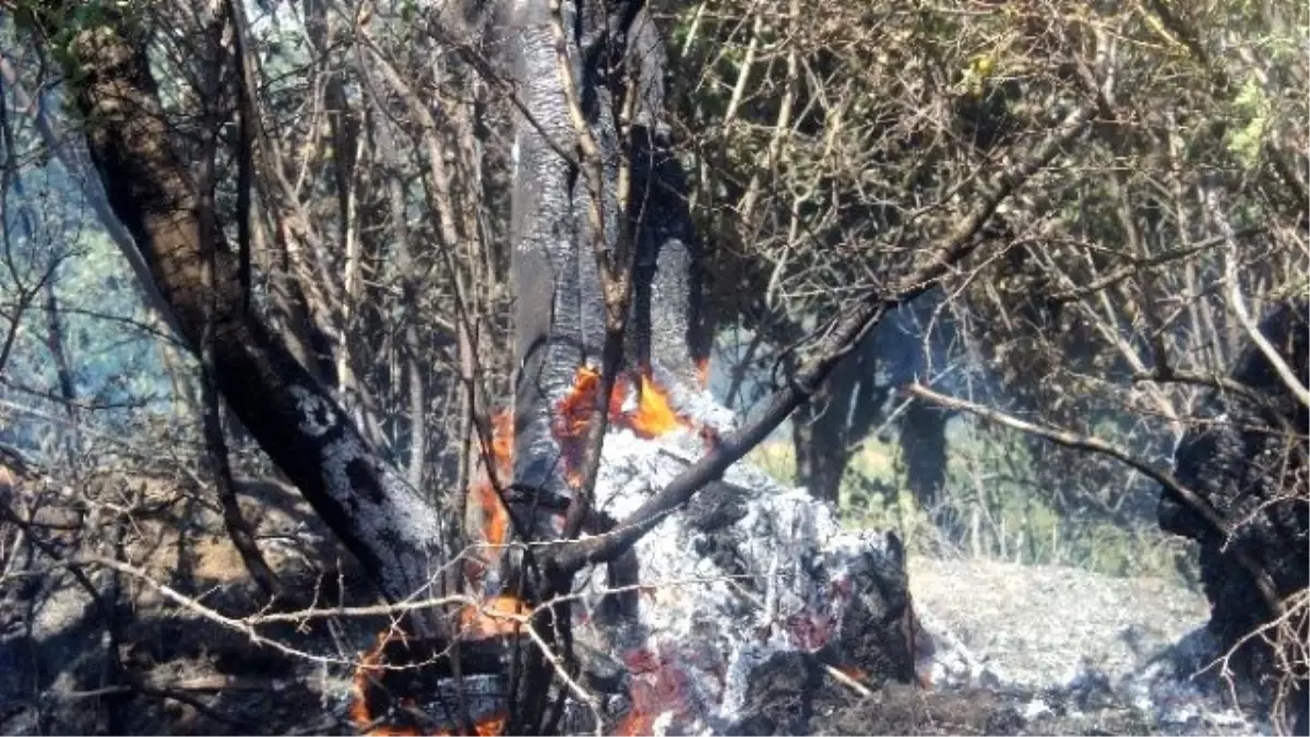 Elazığ\'da İki Farklı Yerde Çıkan Yangınlar Kontrol Altına Alındı