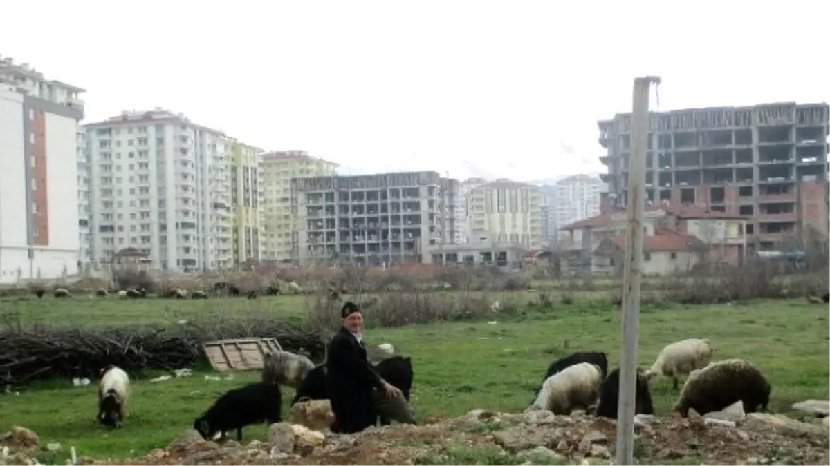 Şehir Merkezinde Hayvan Besleyenlere İzin Verilmiyor