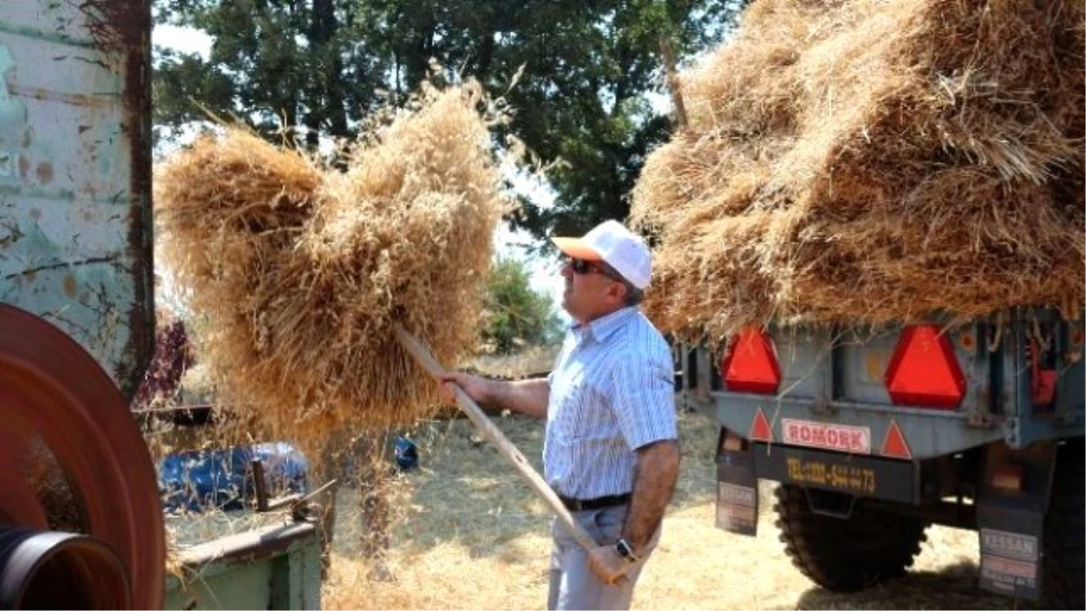 Milletvekili Özdağ Buğday Hasadı Yaptı