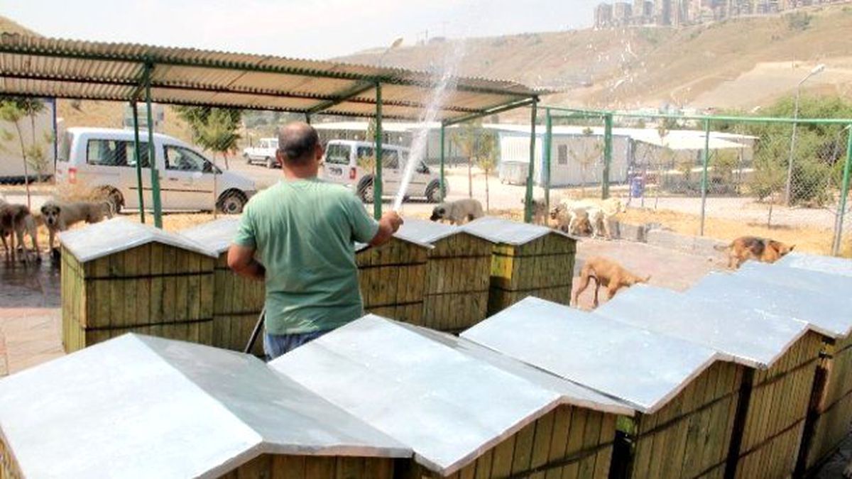 Sıcaktan Bunalan Hayvanlara Hortumlu Çare