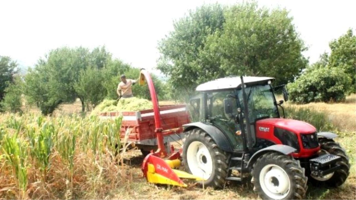 Tekirdağ\'da Silaj Hasadı Başladı