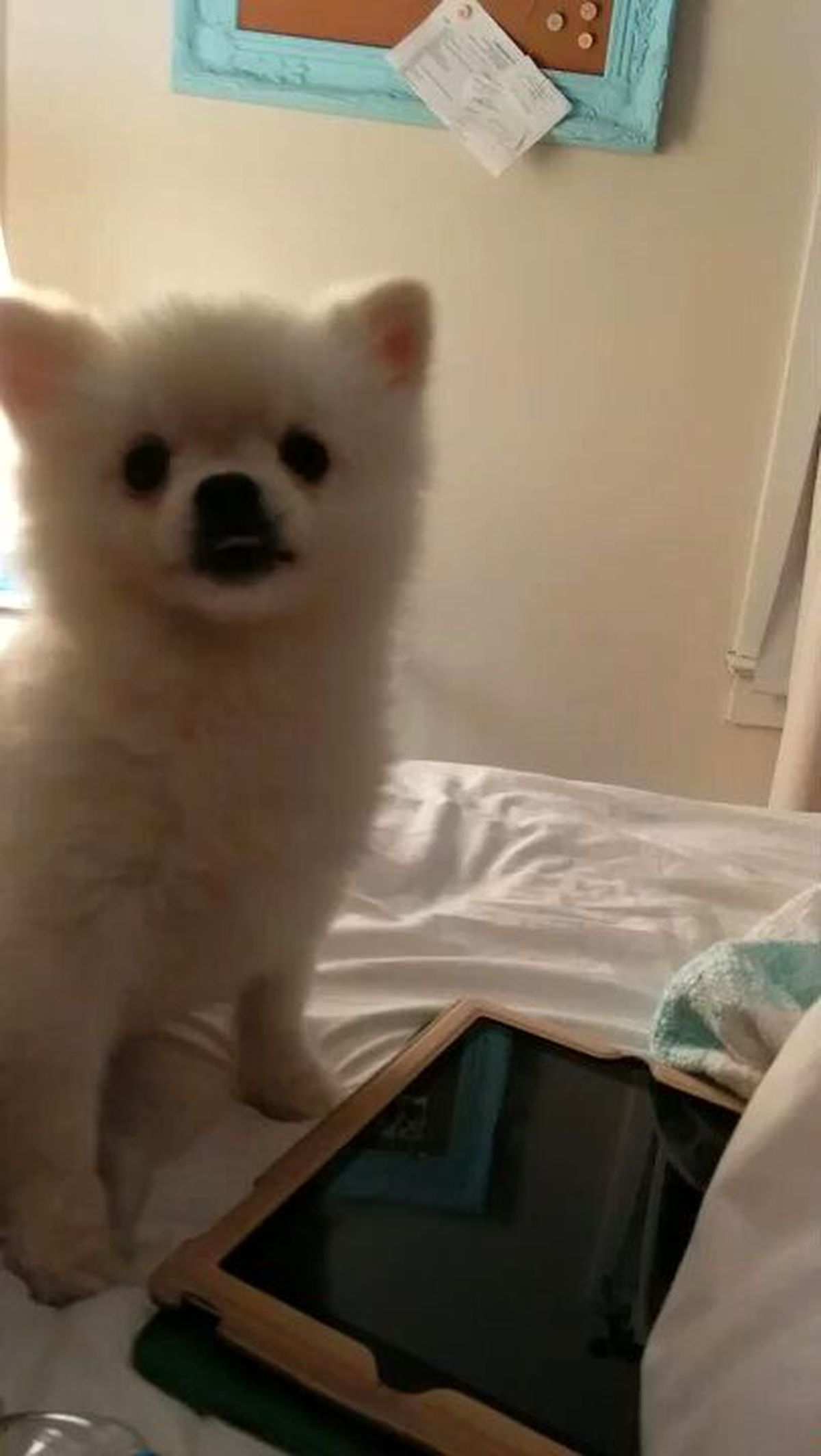 Dünyanın En Tatlı Hapşırığına Sahip Köpek