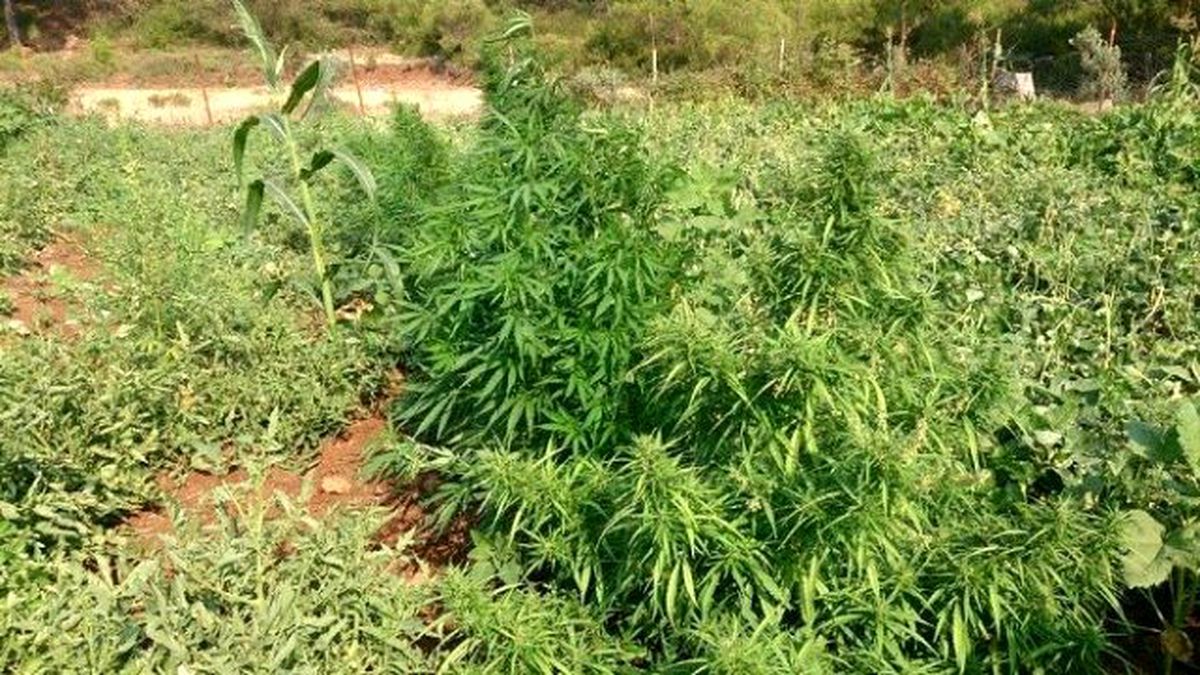 Marmaris\'te 100 Kök Hint Keneviri Ele Geçirildi