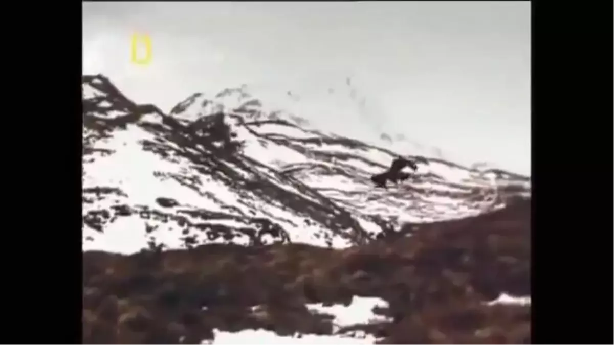 Soğuk Havadaki Hayvanlar - Türkçe Dublaj Belgesel