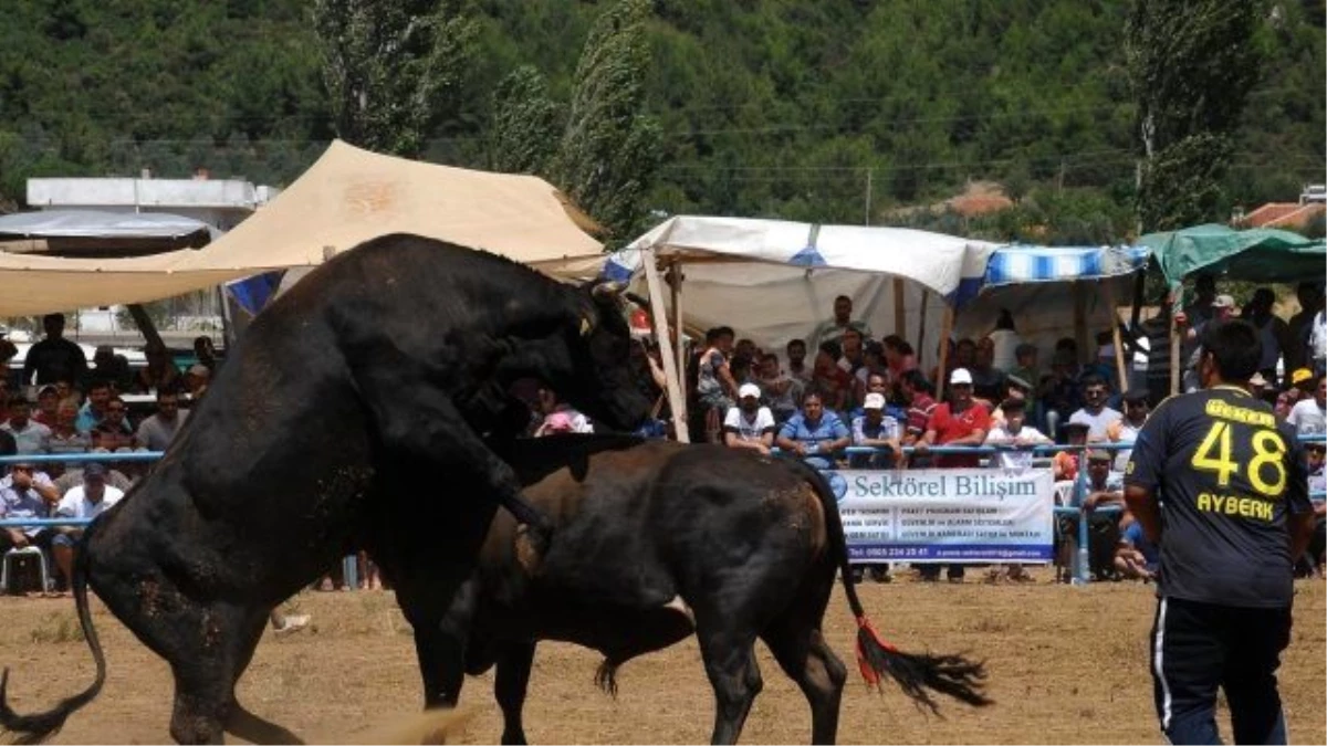 Yenice Boğa Güreşleri