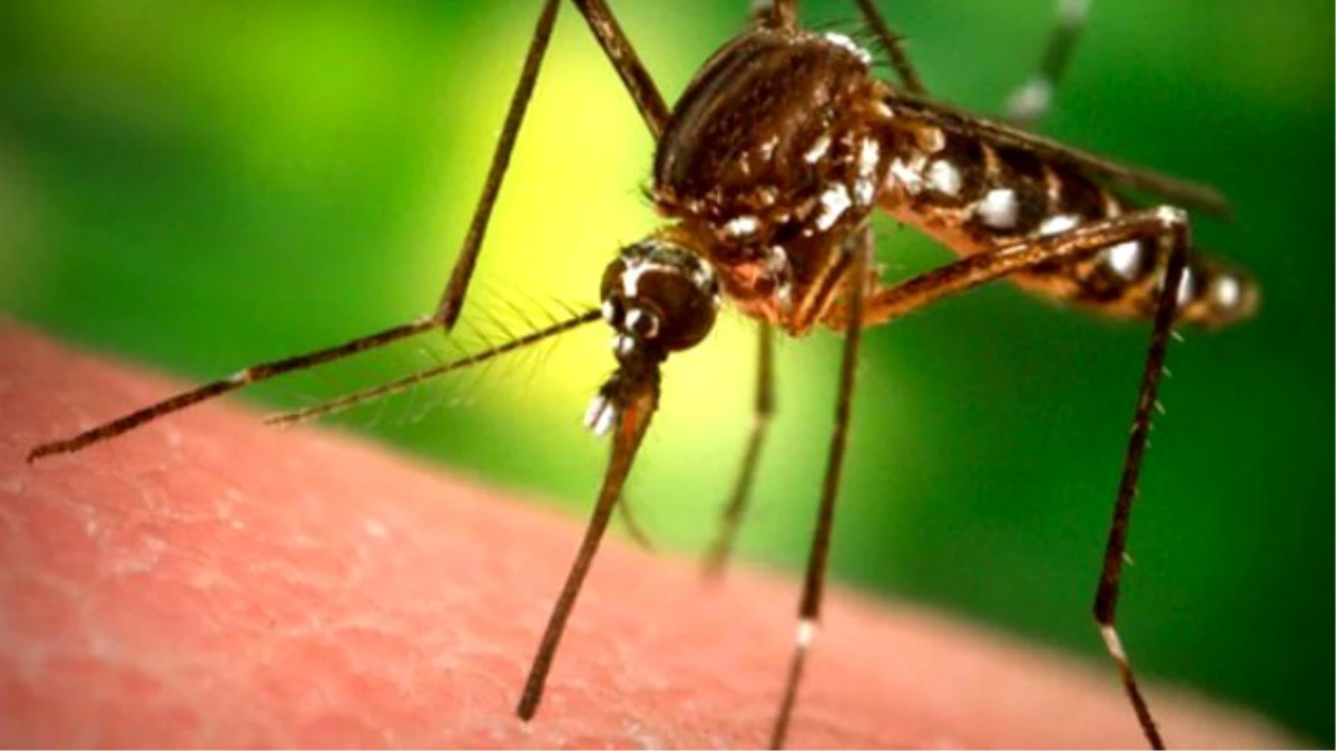Çin\'de Bilim Adamları Erkek Sivrisinek Üretmeye Başladı