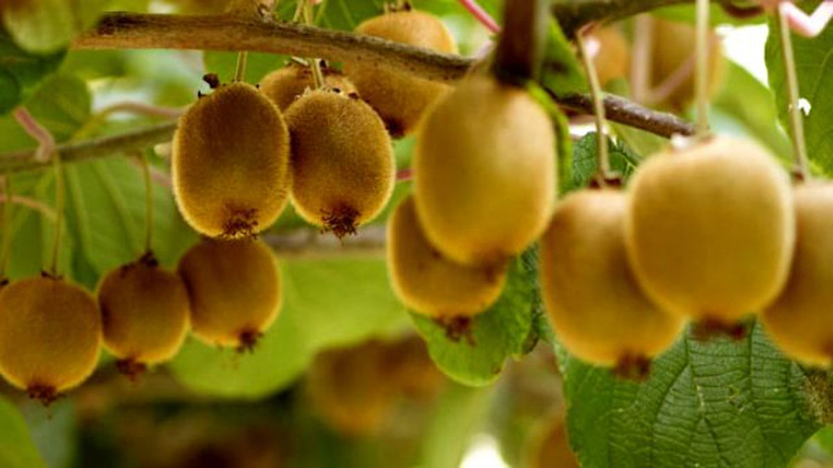 Kivi Diyetiyle 4 Günde 2 Kilo Verin