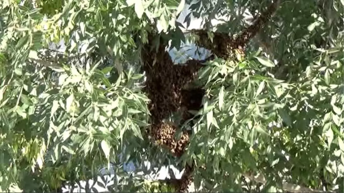 Kovanlarını Terk Eden Arılar Caddeyi Sardı