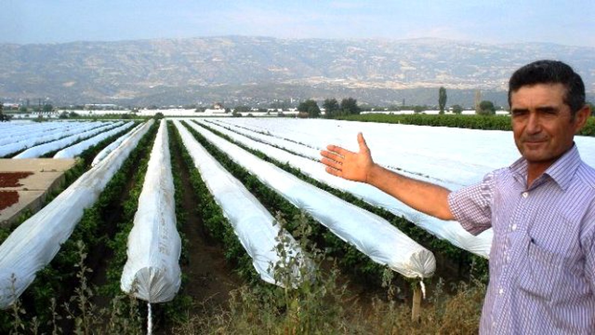 Sarıgöl Ovası Beyaza Büründü