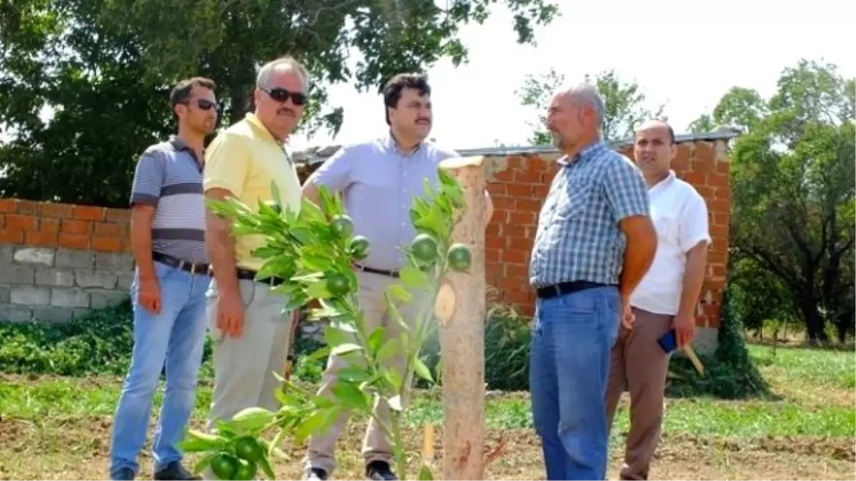 Havran Tarımda Marka Kent Yolunda