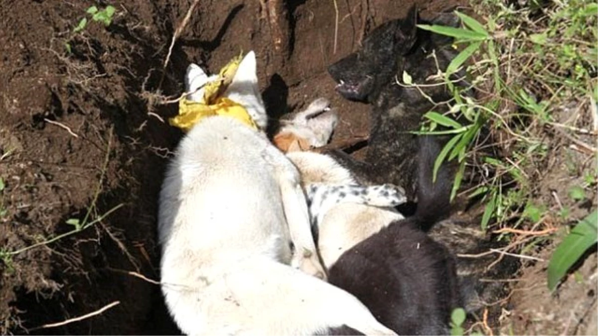 Kuduzun Yayılmasını Önlemek İçin Sokak Köpeklerini Öldürdüler