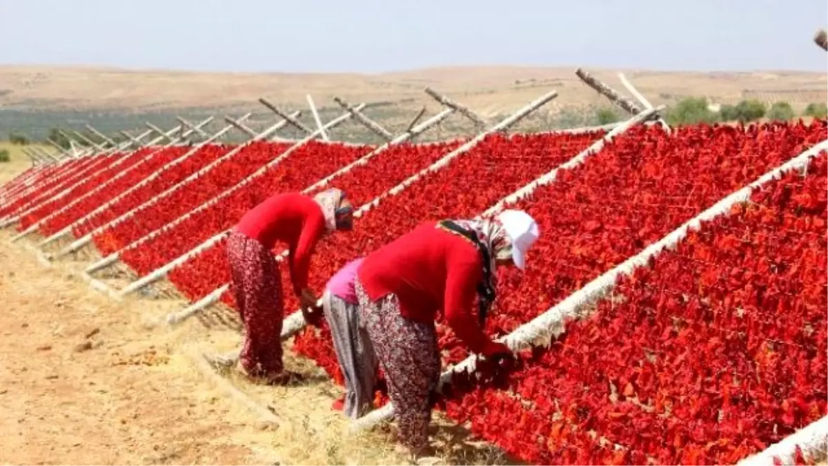 Sıcak Hava En Çok Onların Yüzünü Güldürüyor