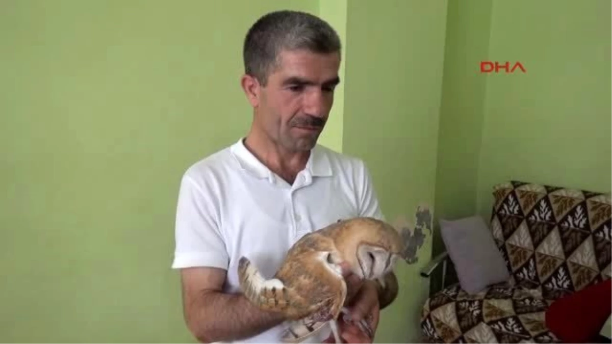 Silopili Vatandaş, Yaralı Peçeli Baykuşu Veterinere Götürdü