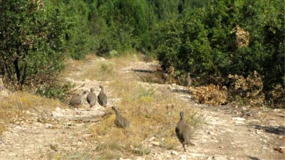 1,500 Red-legged Partridges Tossed İnto Air İn Kütahya