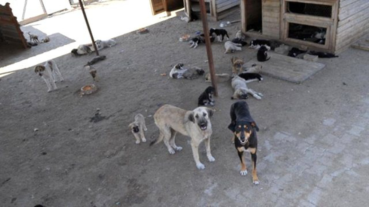 Başıboş Köpeklerin Kamyon Kasasında Taşınması