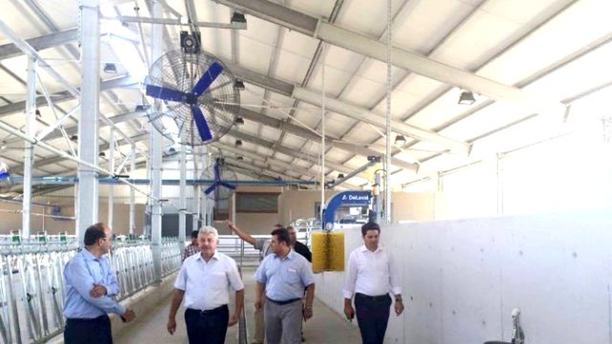 Bu Çiftlikteki İnekler Krallar Gibi Yaşayacak