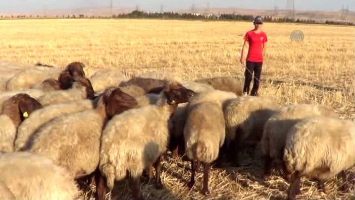 Çobanlıktan Atletizm Milli Takımına